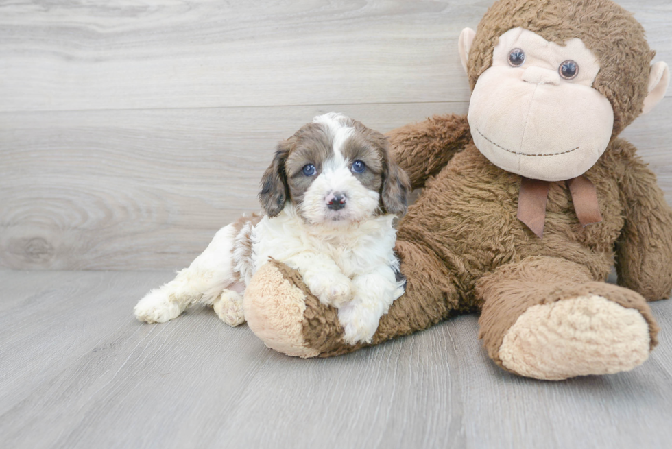 Playful Cavoodle Poodle Mix Puppy