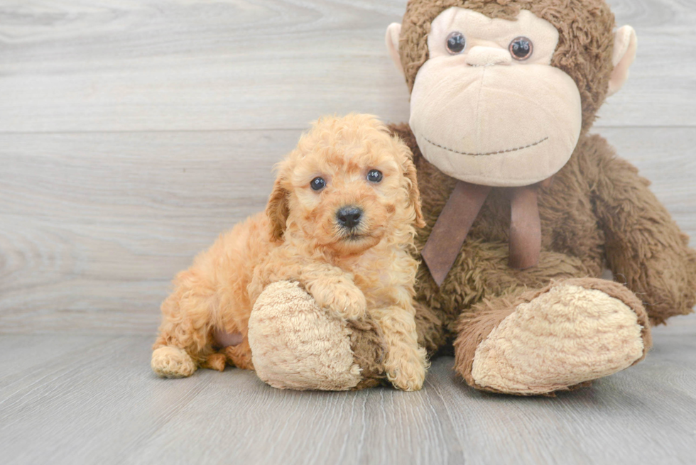 Petite Cavapoo Poodle Mix Pup