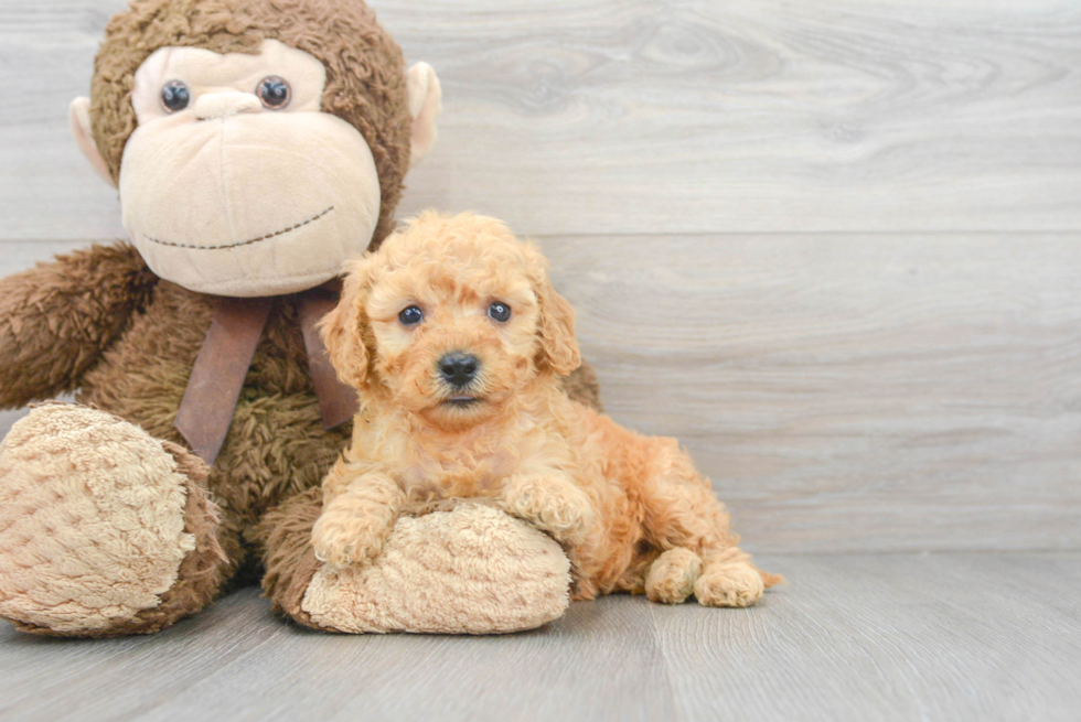 Fluffy Cavapoo Poodle Mix Pup