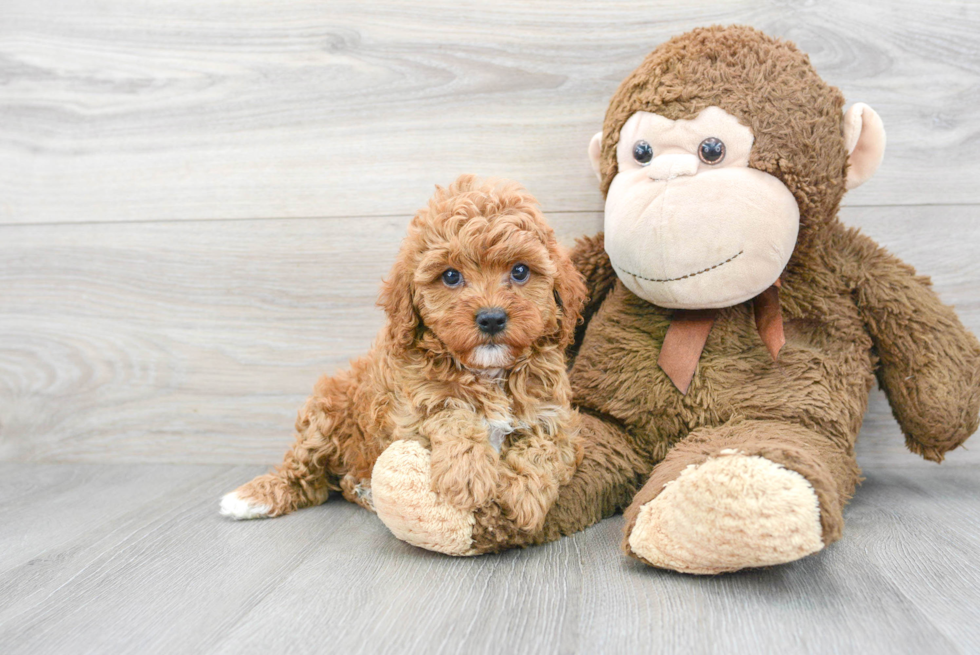 Cavapoo Pup Being Cute