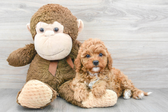 Best Cavapoo Baby