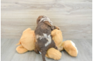 Best Cavapoo Baby