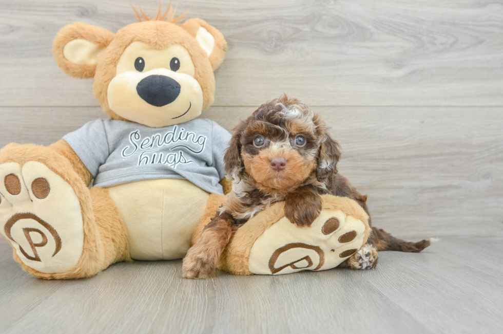 5 week old Cavapoo Puppy For Sale - Premier Pups