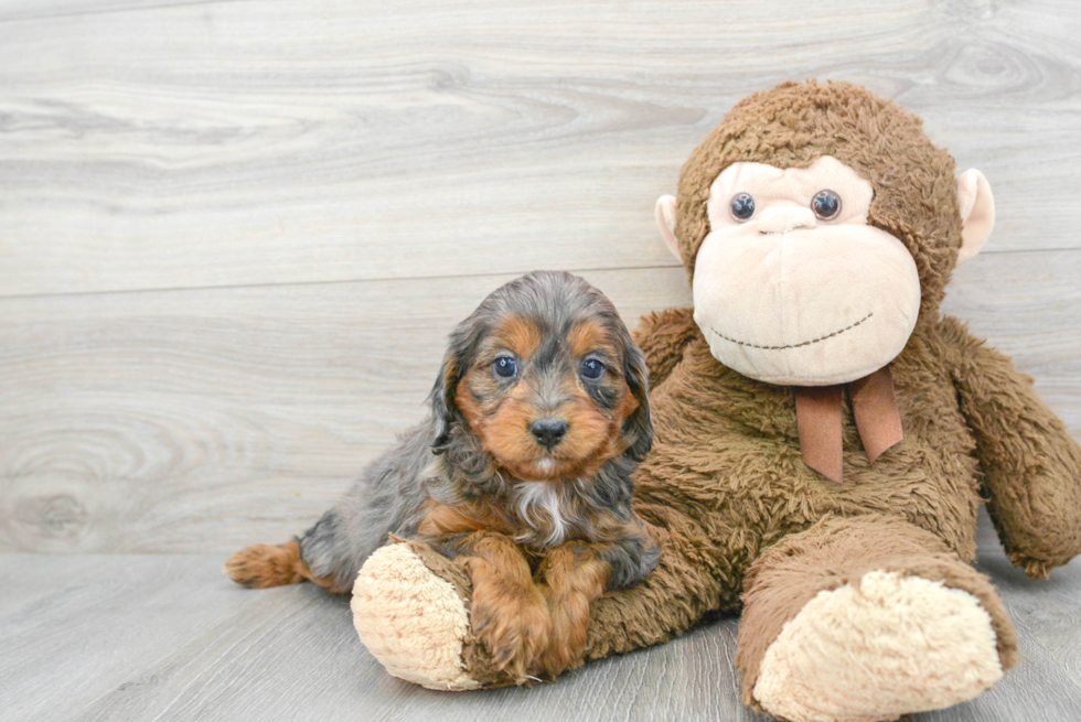 Sweet Cavapoo Baby