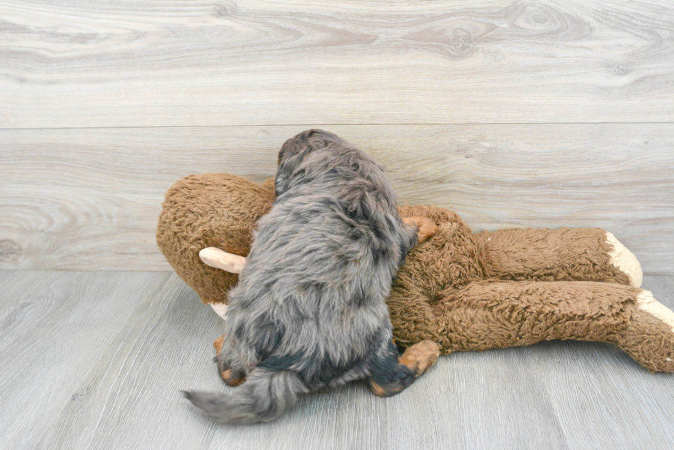 Energetic Cavoodle Poodle Mix Puppy