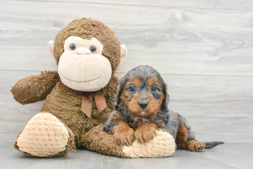 Hypoallergenic Cavoodle Poodle Mix Puppy