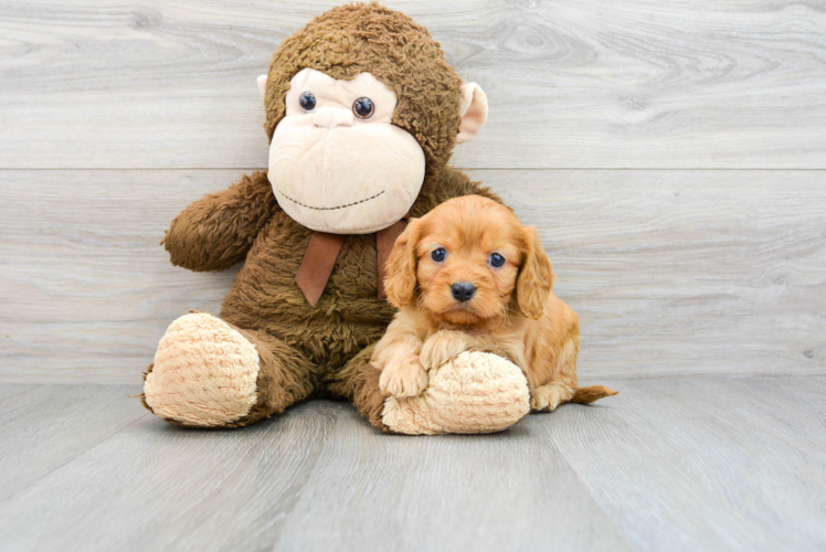 Happy Cavapoo Baby