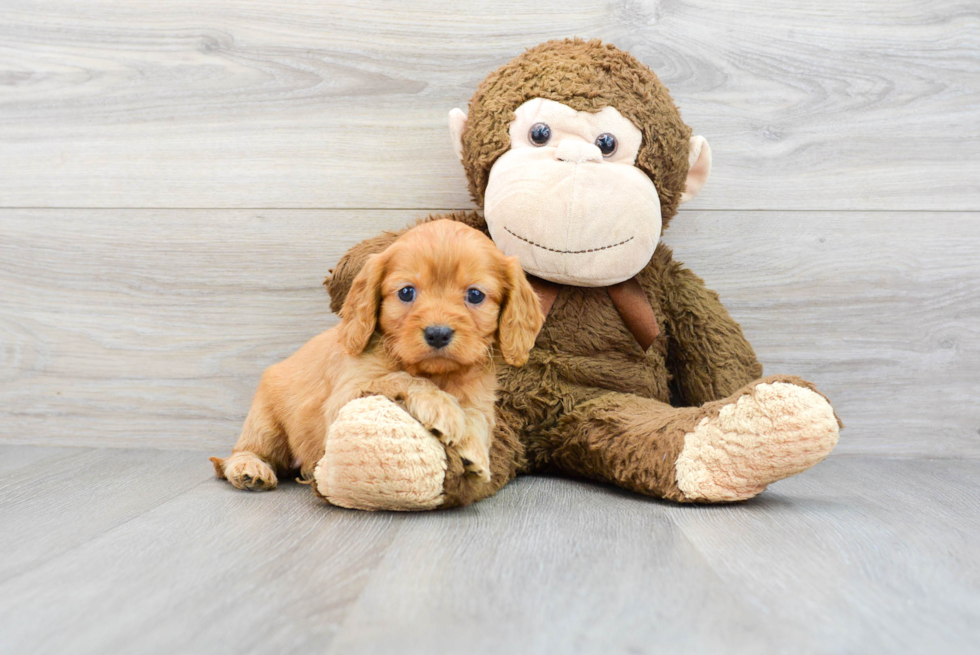 Small Cavapoo Baby