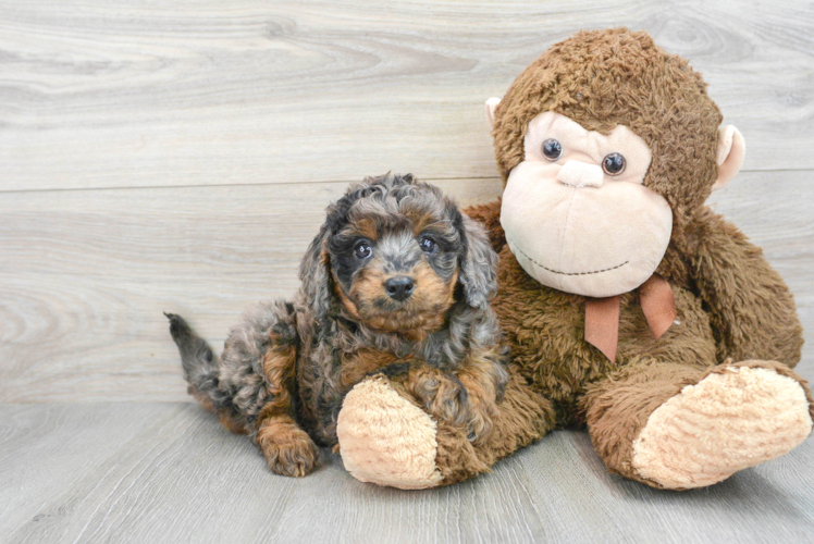 Small Cavapoo Baby