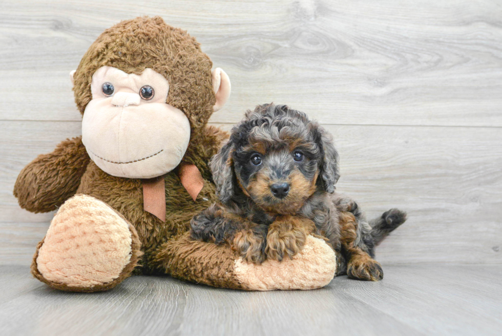 Sweet Cavapoo Baby