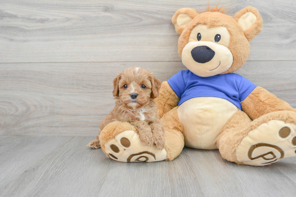 Cavapoo Pup Being Cute