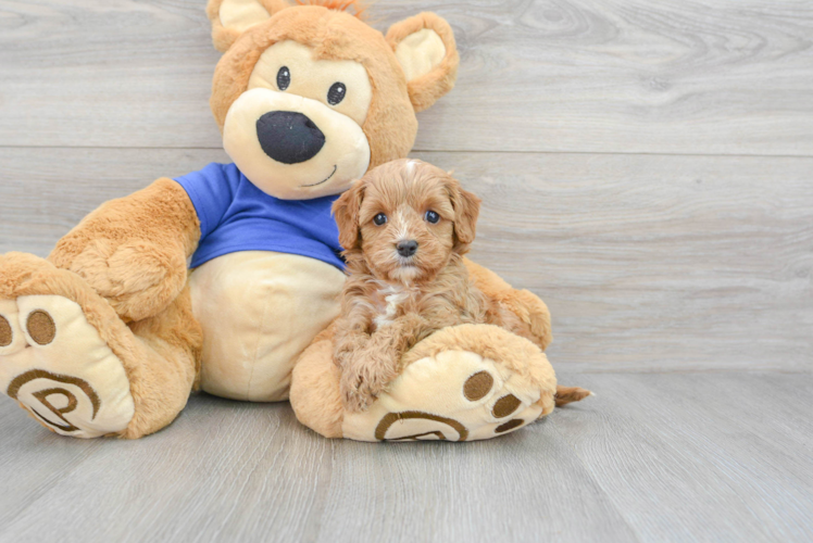 Happy Cavapoo Baby