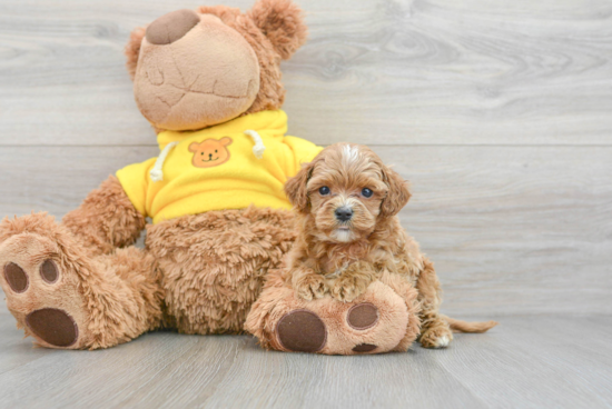 Friendly Cavapoo Baby