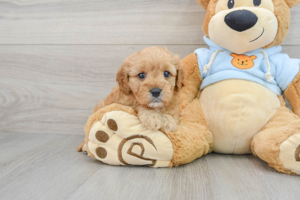 Cavapoo Pup Being Cute