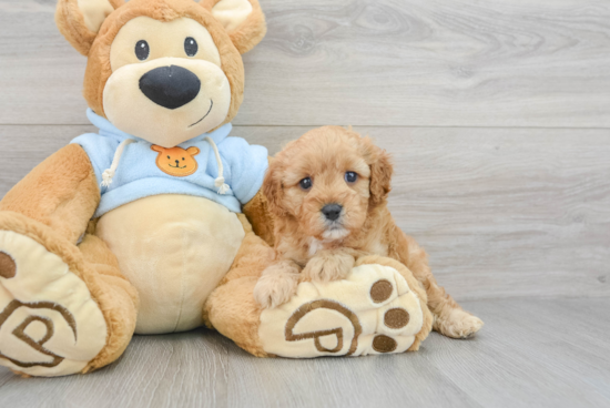 Adorable Cavoodle Poodle Mix Puppy