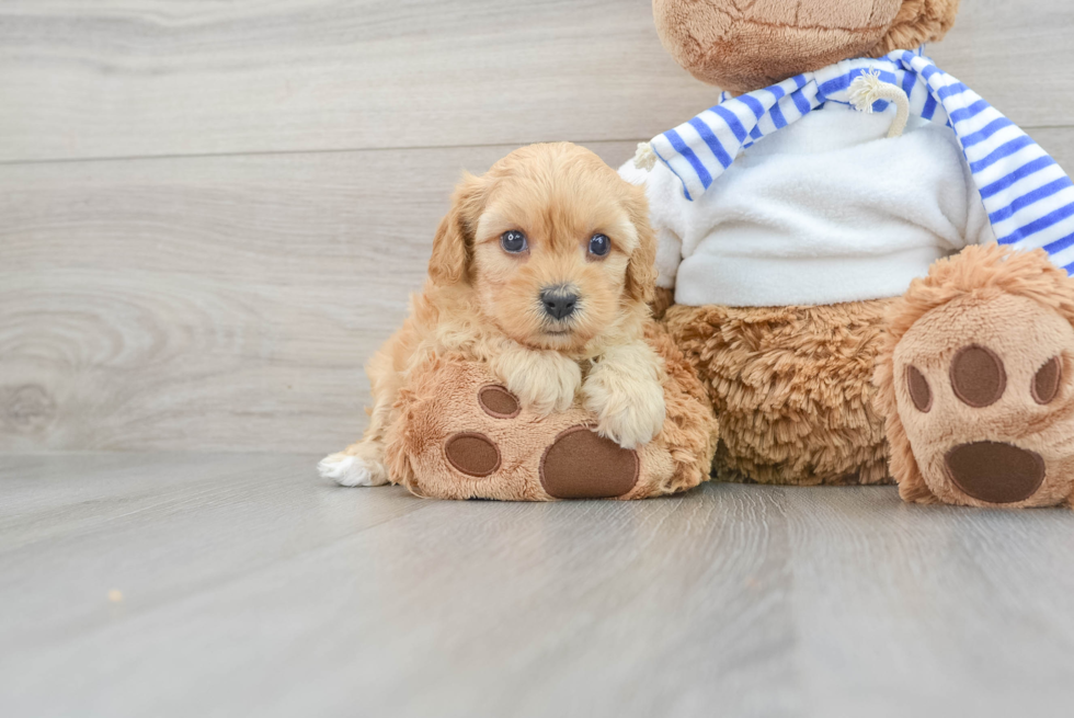 Adorable Cavoodle Poodle Mix Puppy