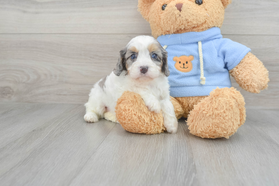 Smart Cavapoo Poodle Mix Pup