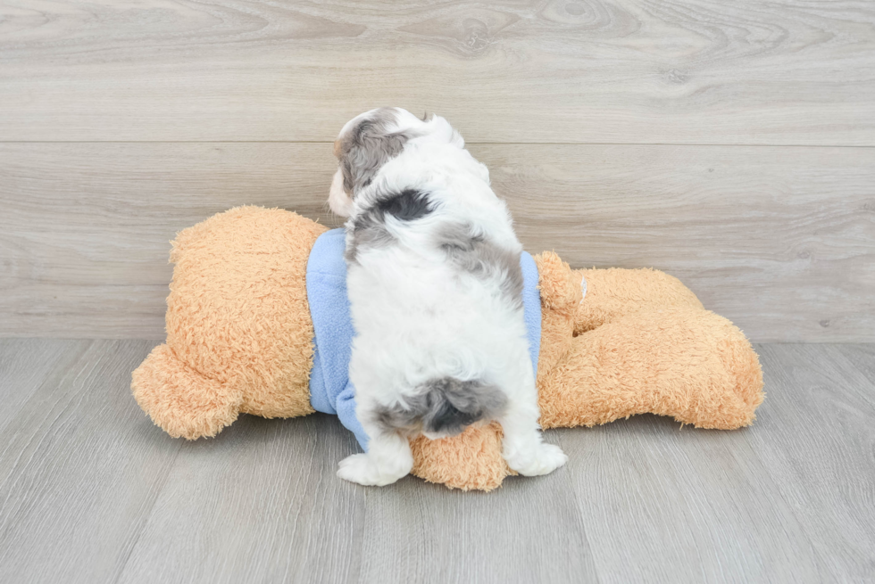 Cavapoo Pup Being Cute