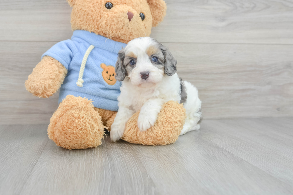 Best Cavapoo Baby