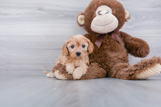 Little Cavoodle Poodle Mix Puppy