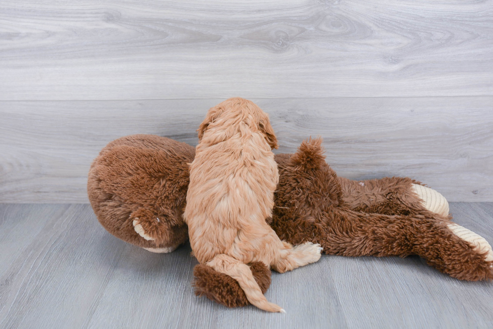 Funny Cavapoo Poodle Mix Pup