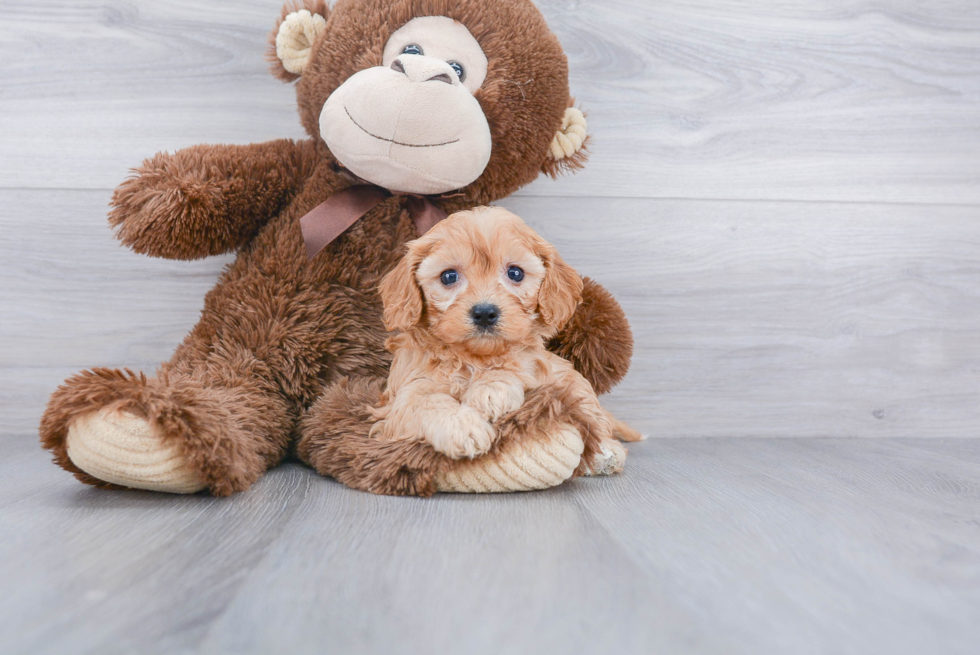 Cavapoo Puppy for Adoption