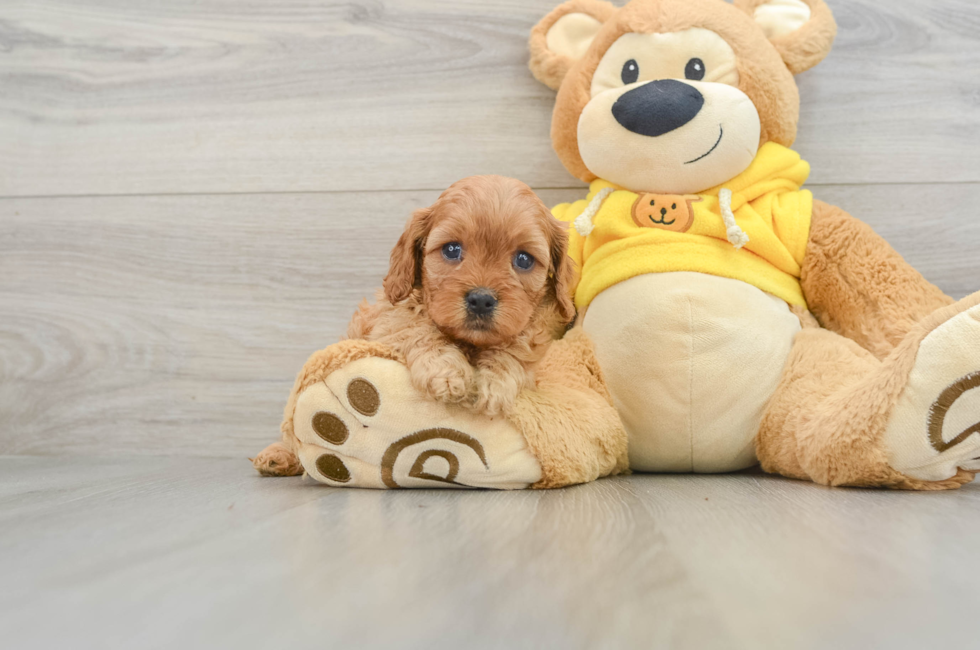 5 week old Cavapoo Puppy For Sale - Premier Pups