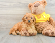 8 week old Cavapoo Puppy For Sale - Premier Pups