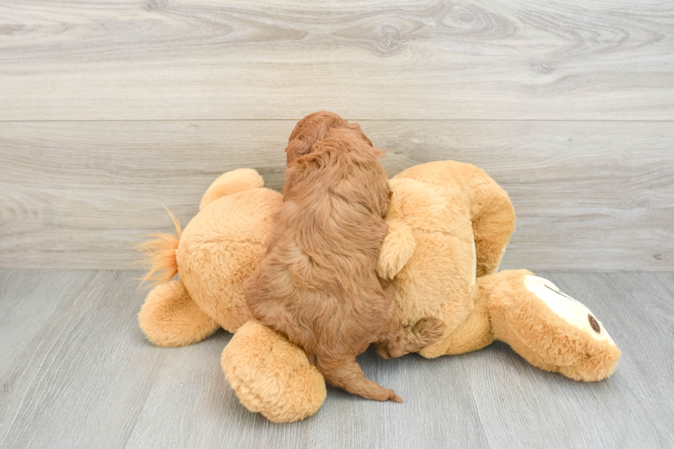 Petite Cavapoo Poodle Mix Pup