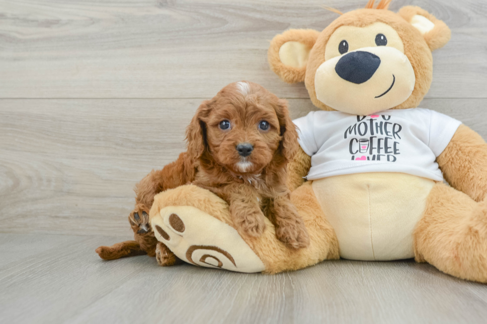 Cavapoo Pup Being Cute