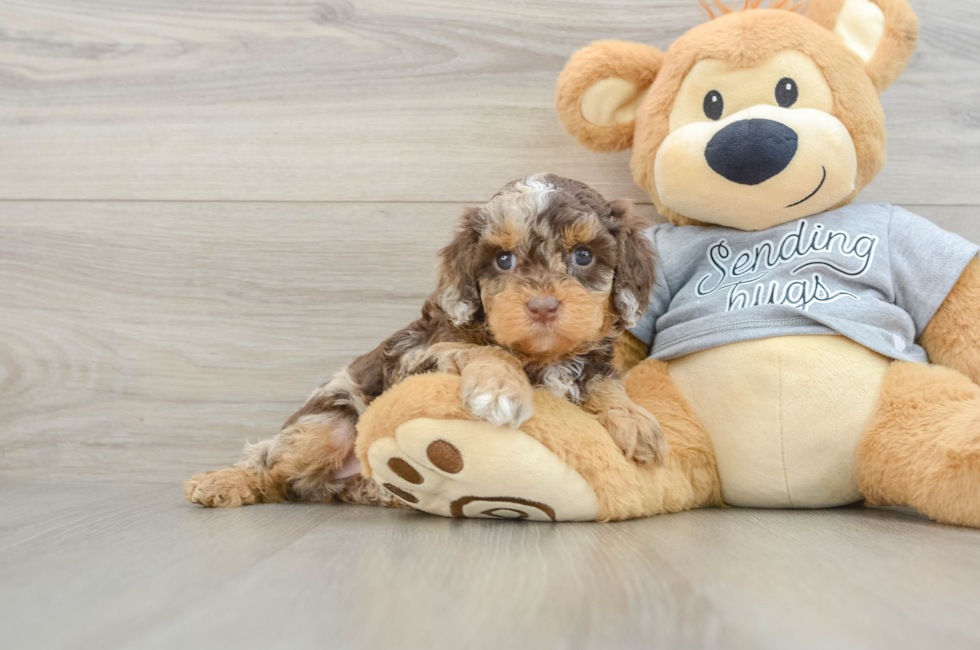 5 week old Cavapoo Puppy For Sale - Premier Pups