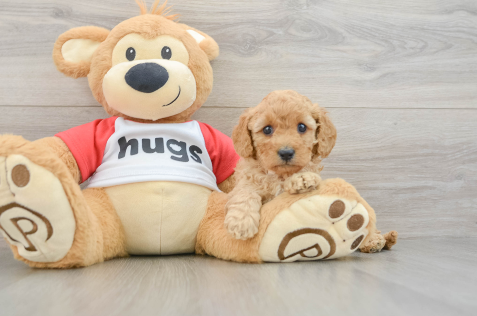 6 week old Cavapoo Puppy For Sale - Premier Pups