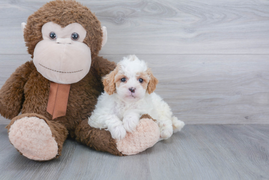 Little Cavoodle Poodle Mix Puppy