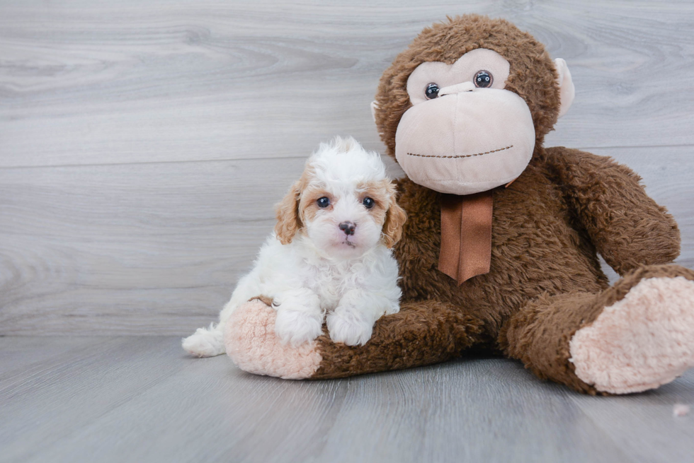 Cavapoo Puppy for Adoption