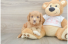 Funny Cavapoo Poodle Mix Pup
