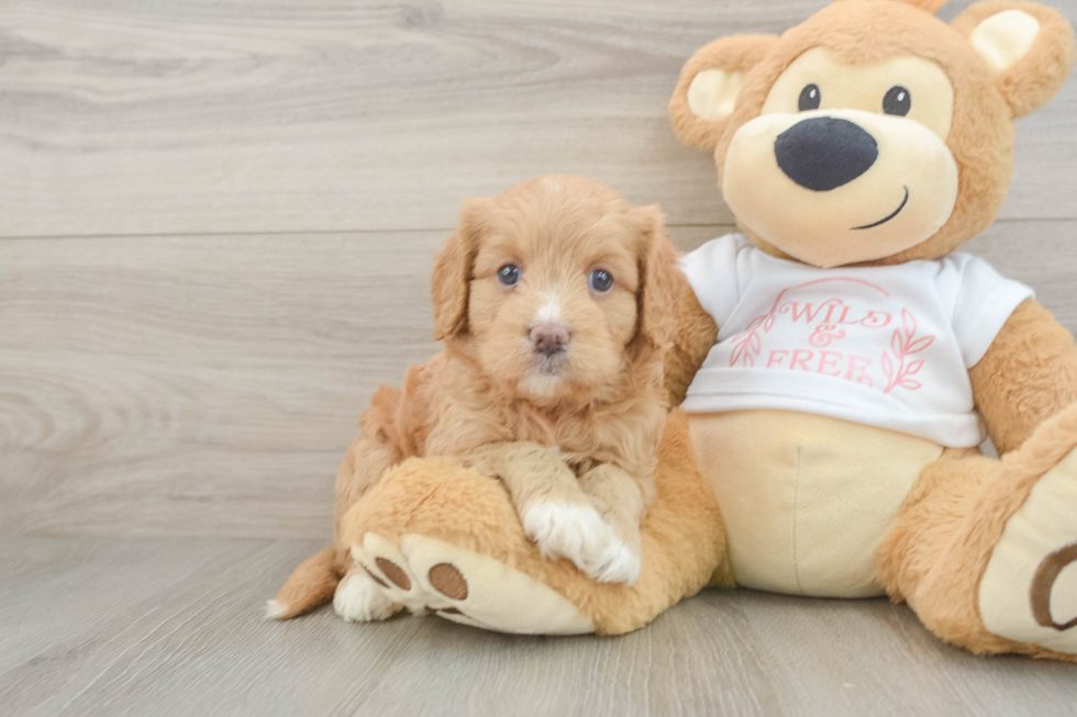 Funny Cavapoo Poodle Mix Pup