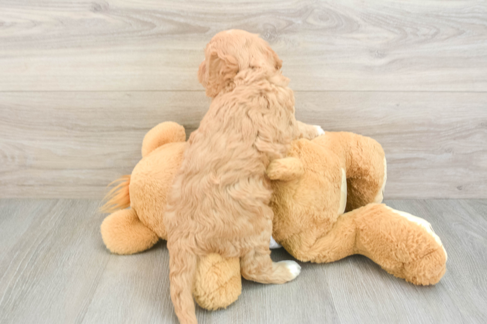 Funny Cavapoo Poodle Mix Pup