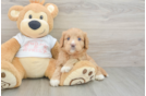 Popular Cavapoo Poodle Mix Pup