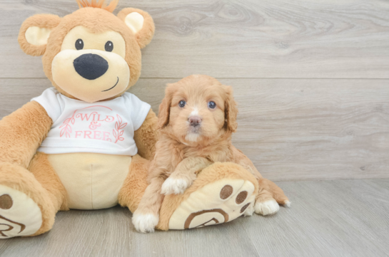 Popular Cavapoo Poodle Mix Pup