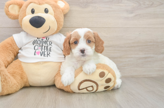 Best Cavapoo Baby