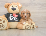 7 week old Cavapoo Puppy For Sale - Premier Pups