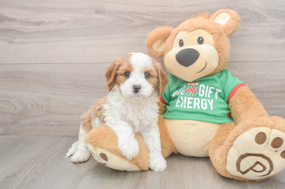 5 week old Cavapoo Puppy For Sale - Premier Pups