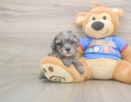 7 week old Cavapoo Puppy For Sale - Premier Pups
