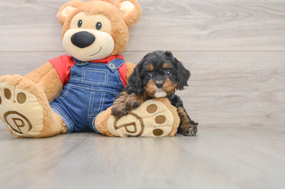 Adorable Cavalier King Charles Spaniel and Poodle Mix Poodle Mix Puppy