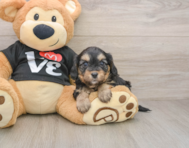 7 week old Cavapoo Puppy For Sale - Premier Pups