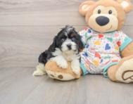 8 week old Cavapoo Puppy For Sale - Premier Pups