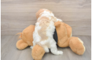 Cavapoo Pup Being Cute