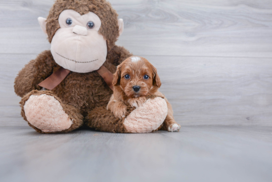 Cavapoo Pup Being Cute