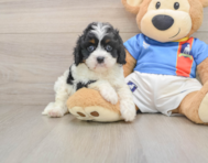 7 week old Cavapoo Puppy For Sale - Premier Pups
