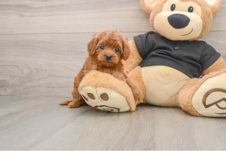 Hypoallergenic Cavadoodle Poodle Mix Puppy